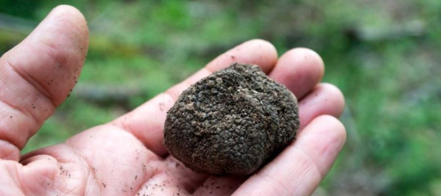 white-truffle-tour-adriano-group-800x533